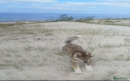 Saarloos Wolfdog dogs for sale: WEST SIBERIAN LAIKA TRAINED IMPORTED VIDEOS - Image 6