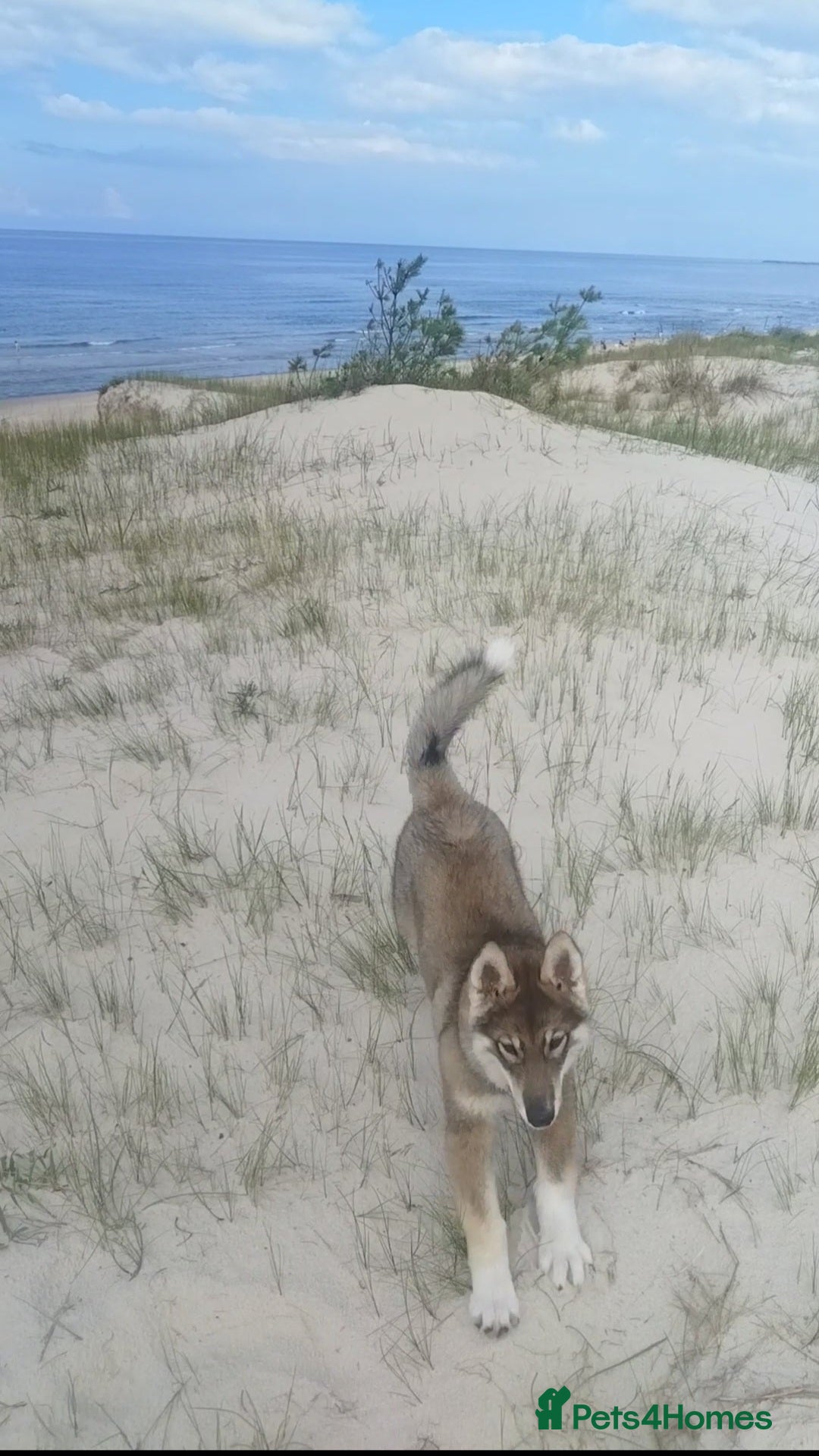 Saarloos Wolfdog dogs for sale: WEST SIBERIAN LAIKA TRAINED IMPORTED VIDEOS - Image 6