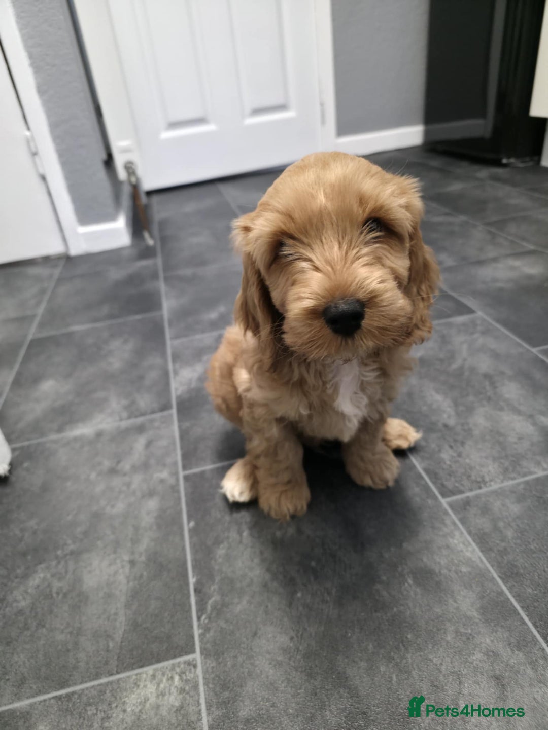 Cockapoo dogs for sale: 1 boy left cockapoo  - Advert 2