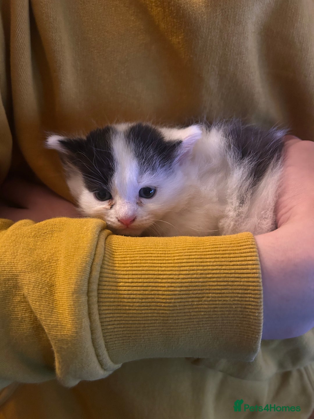 Mixed Breed cats for sale: Beautiful fluffy kittens  - Image 2