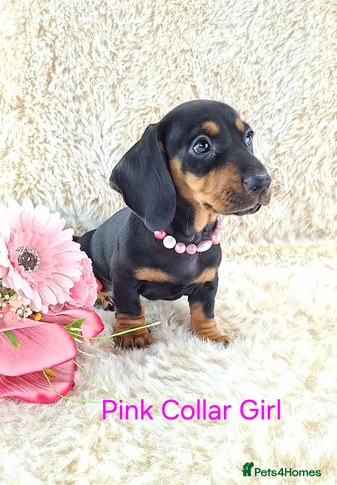 Dachshund dogs Classic Miniature Dachshund Puppies  - Advert 1