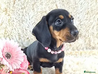 Dachshund dogs Classic Miniature Dachshund Puppies - Advert 4
