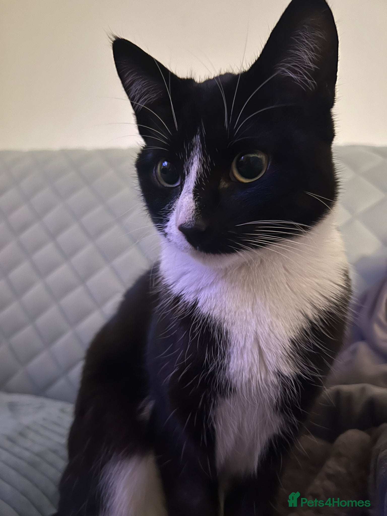 Domestic Shorthair cats Tuxedo Domestic short haired girl 8 months  - Advert 1
