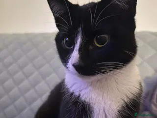 Domestic Shorthair cats Tuxedo Domestic short haired girl 8 months - Advert 4