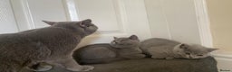 British Shorthair cats for sale: GCCF Active Championship line Blue & Lilac Kittens - Advert 20
