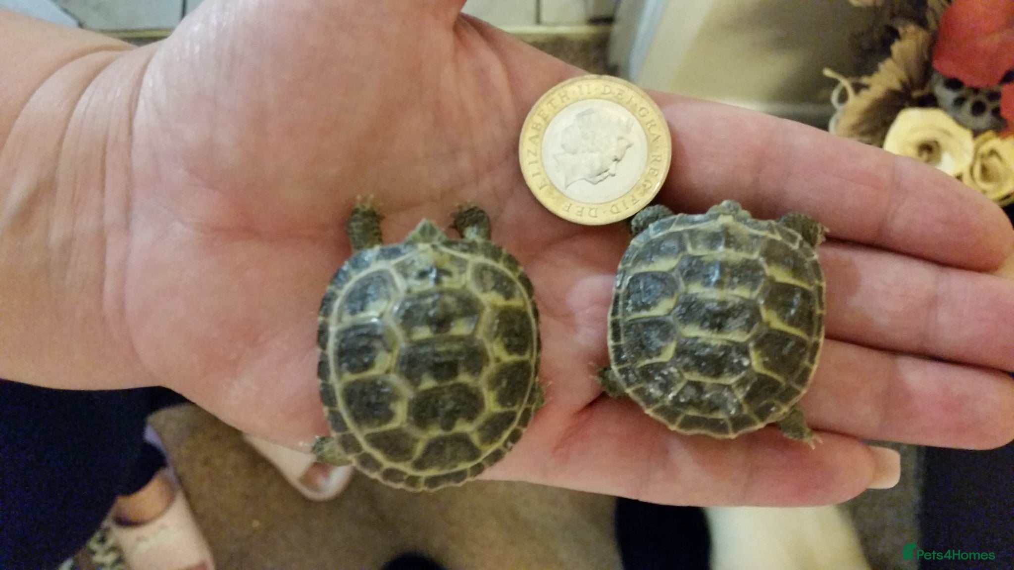 Tortoise reptiles Baby horsefield tortoises for sale  - Advert 2
