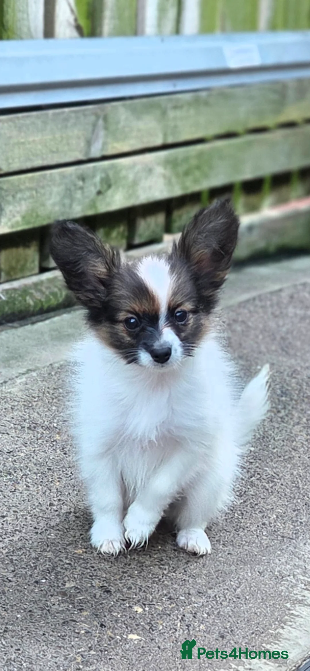 Papillon dogs for sale: Papillon puppy girls - Advert 5