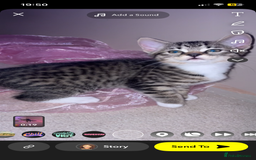 American Shorthair cats for sale: 2 kittens  - Image 9