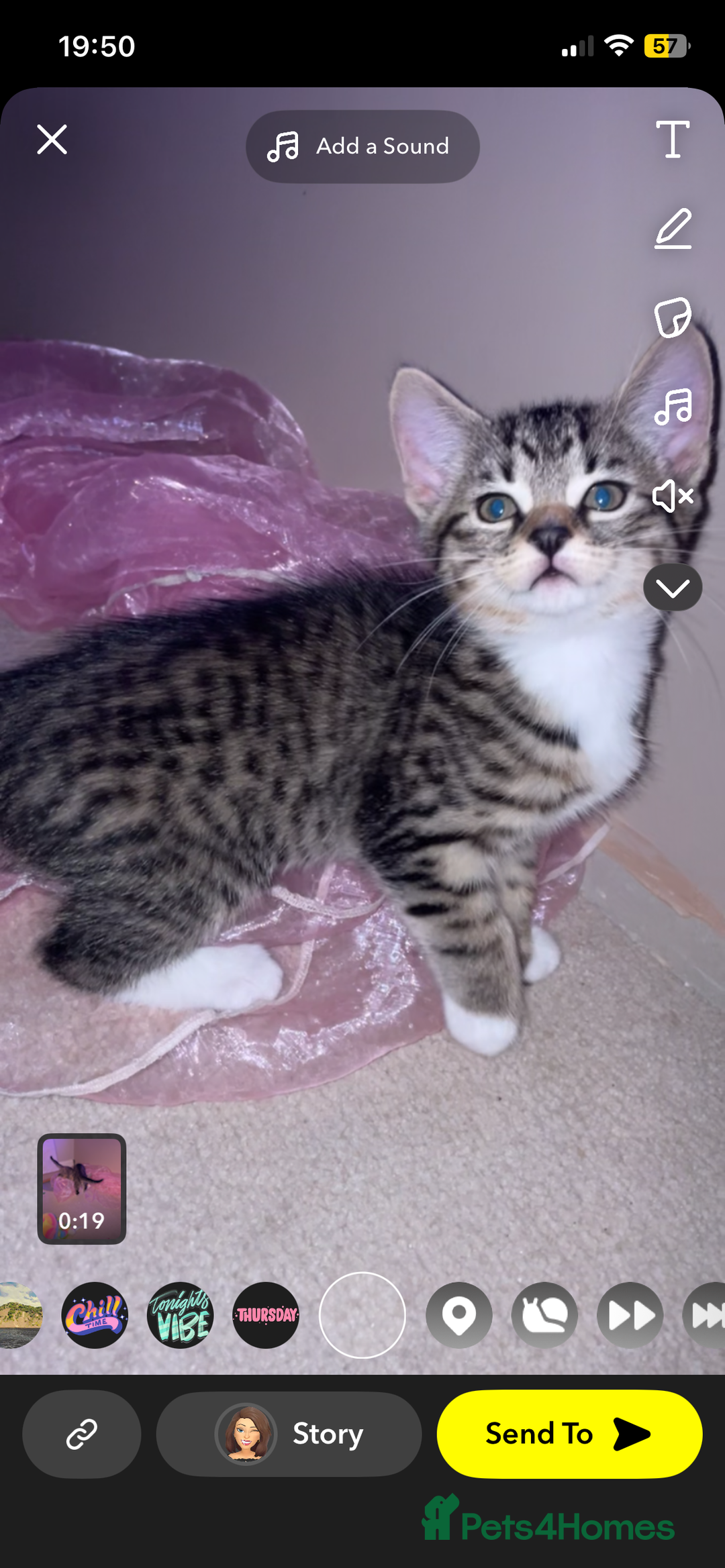 American Shorthair cats for sale: 2 kittens  - Image 9
