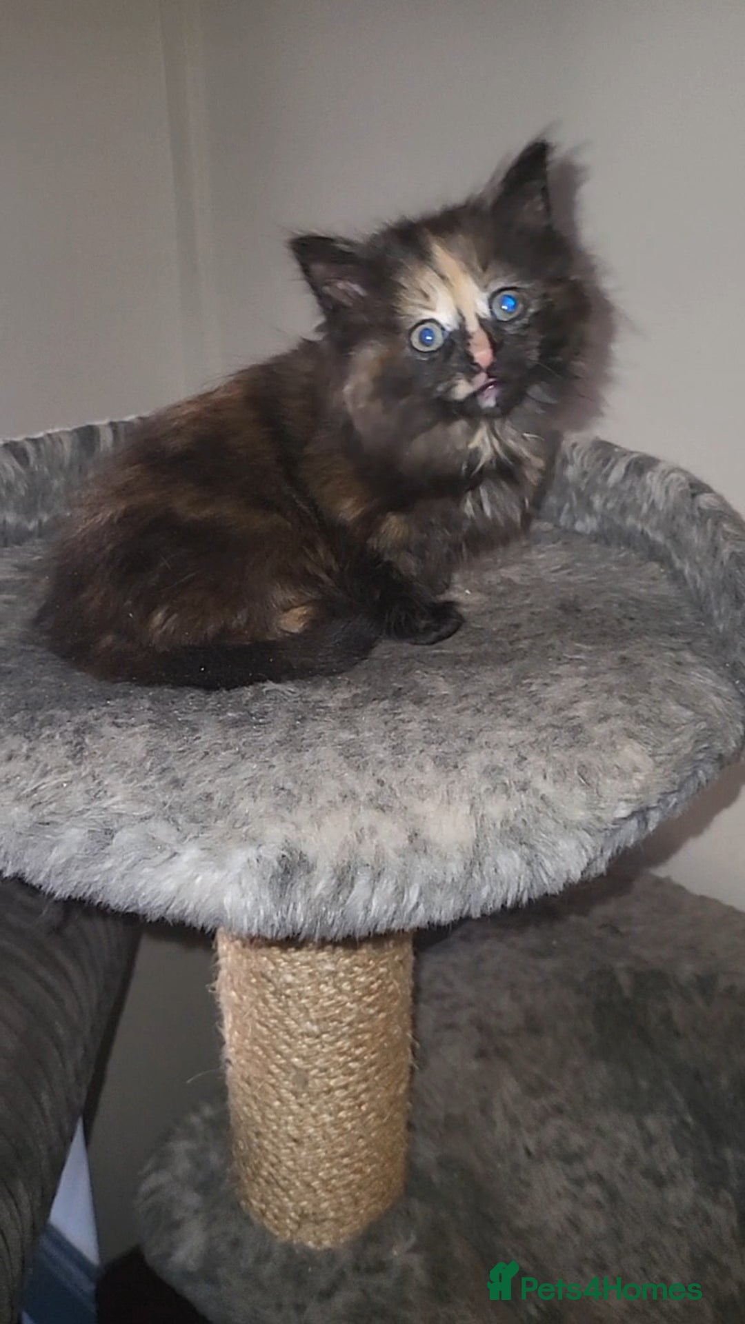 Mixed Breed cats for sale: Long-haired Mixed Breed Kittens £65-£95 - Advert 1