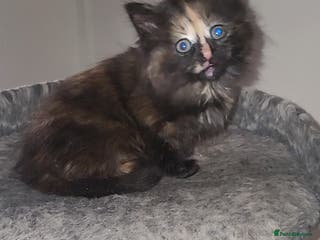 Mixed Breed cats Long-haired Mixed Breed Kittens £65-£95 - Advert 7