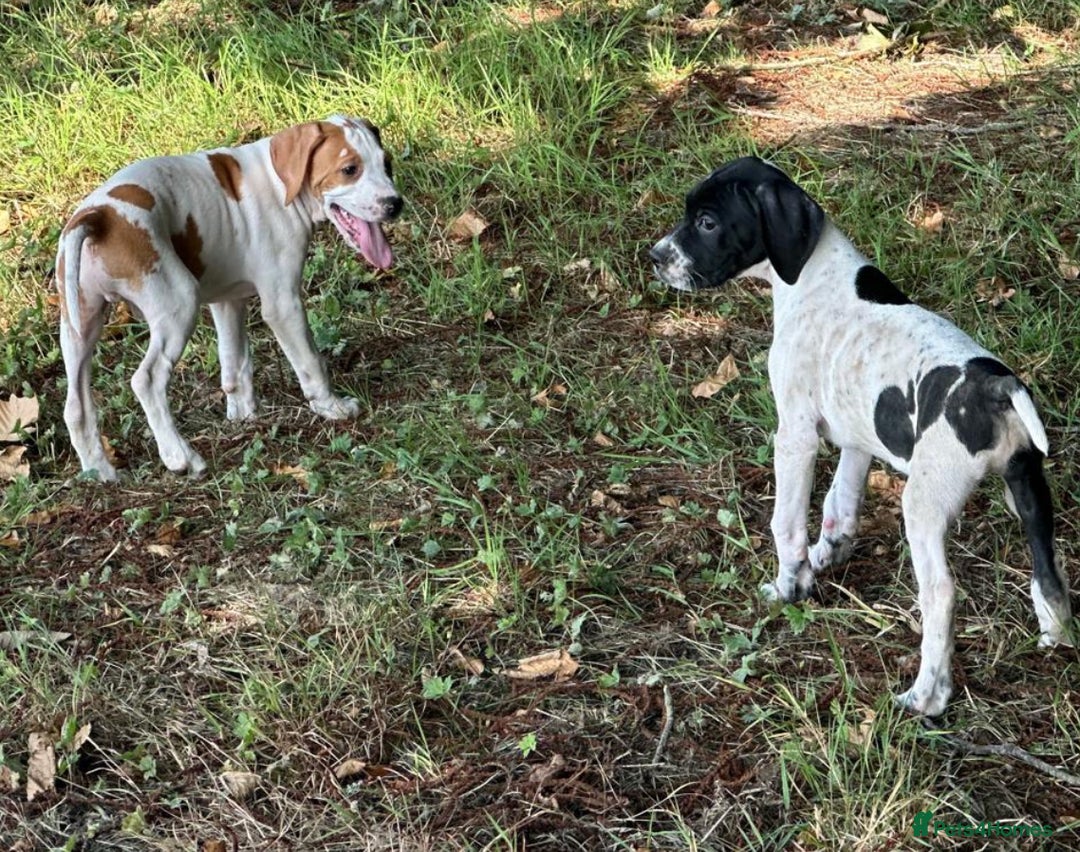 Pointer dogs for sale: KC registered Pointer Puppies, ready to leave - Image 5