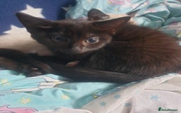 Domestic Shorthair cats for sale: Ghost tabby - Image 10