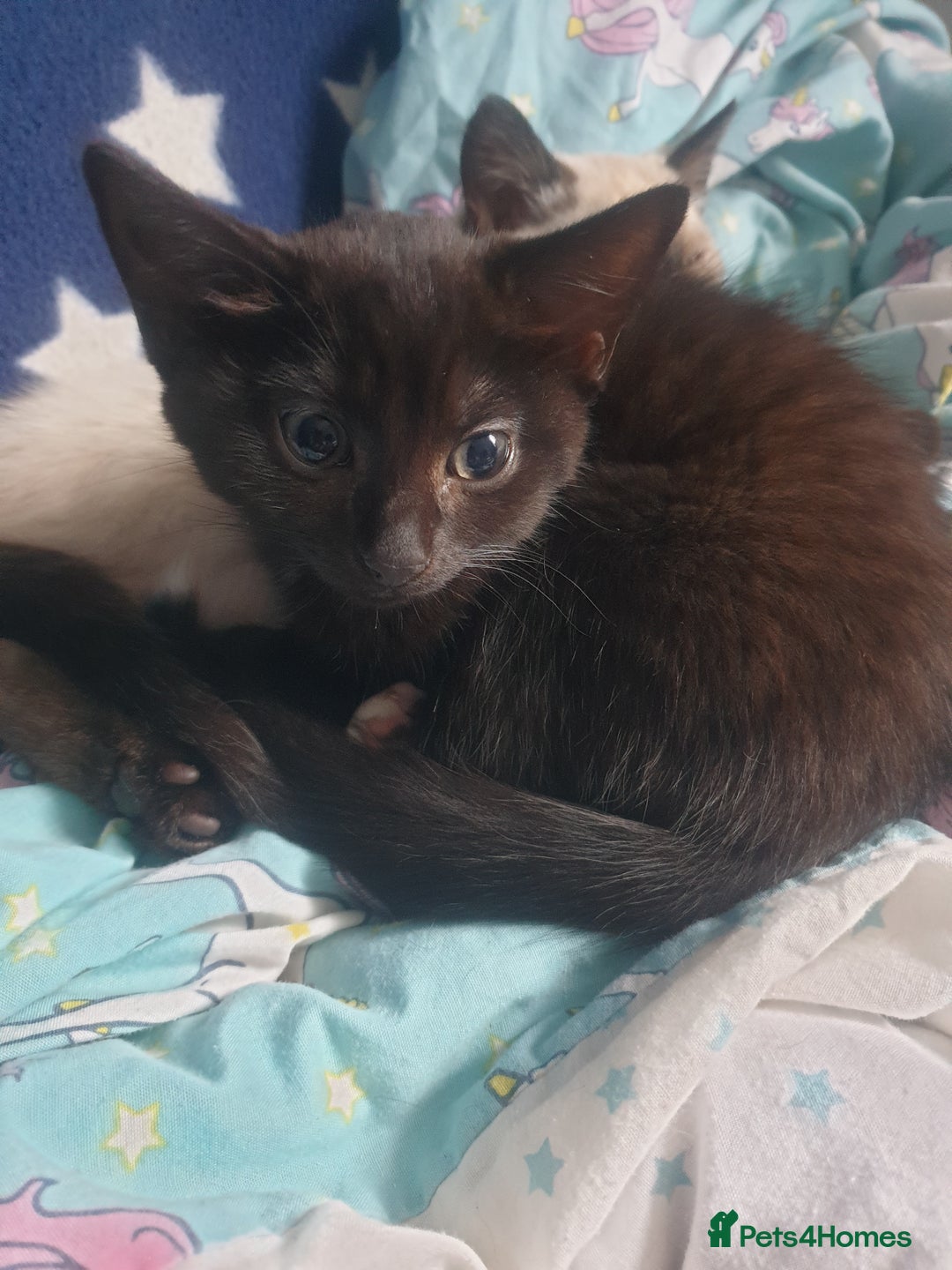 Domestic Shorthair cats for sale: Ghost tabby - Image 10