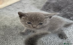 Russian Blue cats for sale: Russian Blue Kittens  - Advert 10