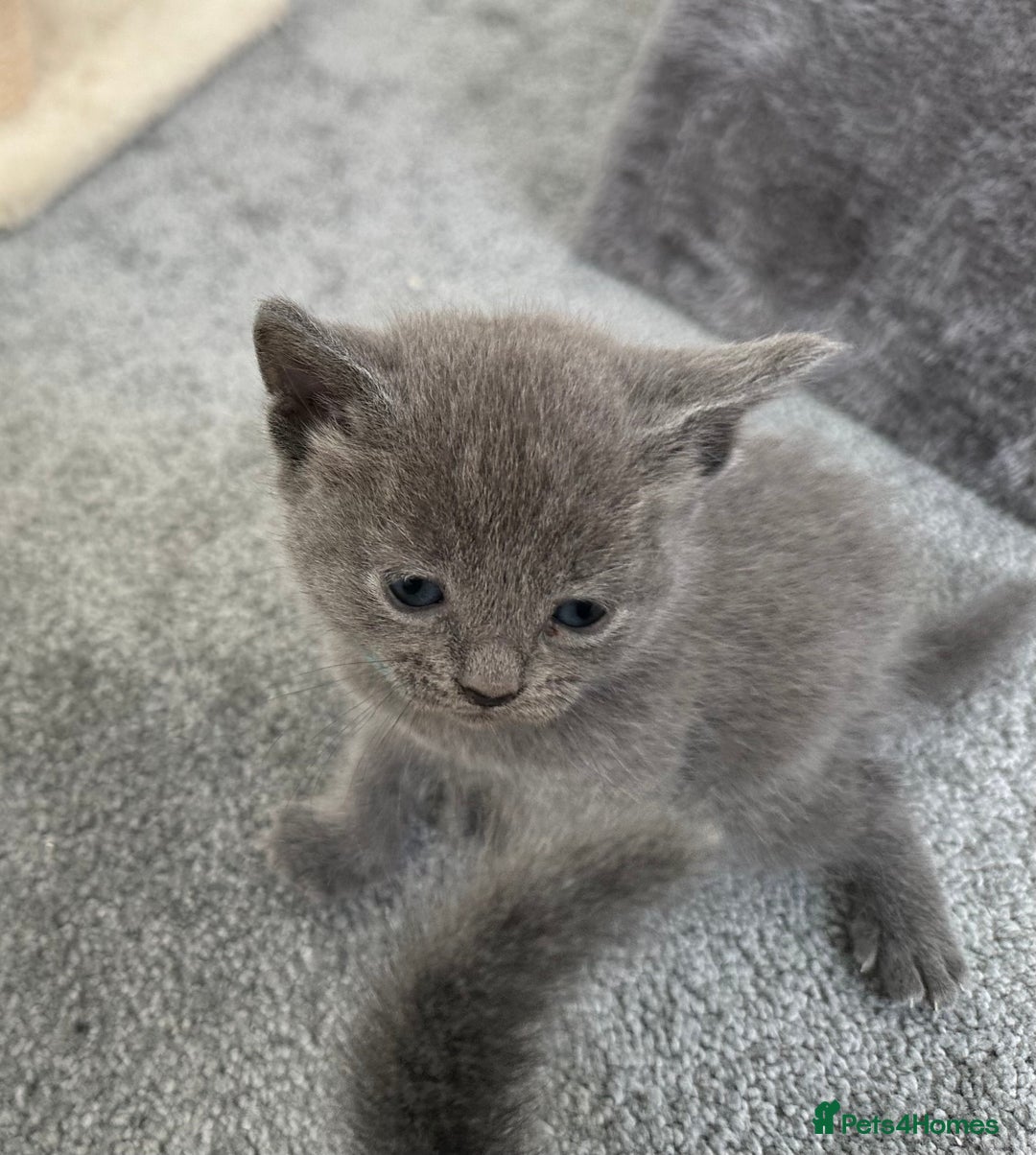 Russian Blue cats for sale: Russian Blue Kittens  - Advert 10