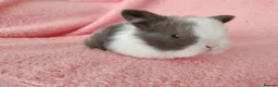 Mini Lop rabbits for sale: Baby mini lops for sale  - Advert 1