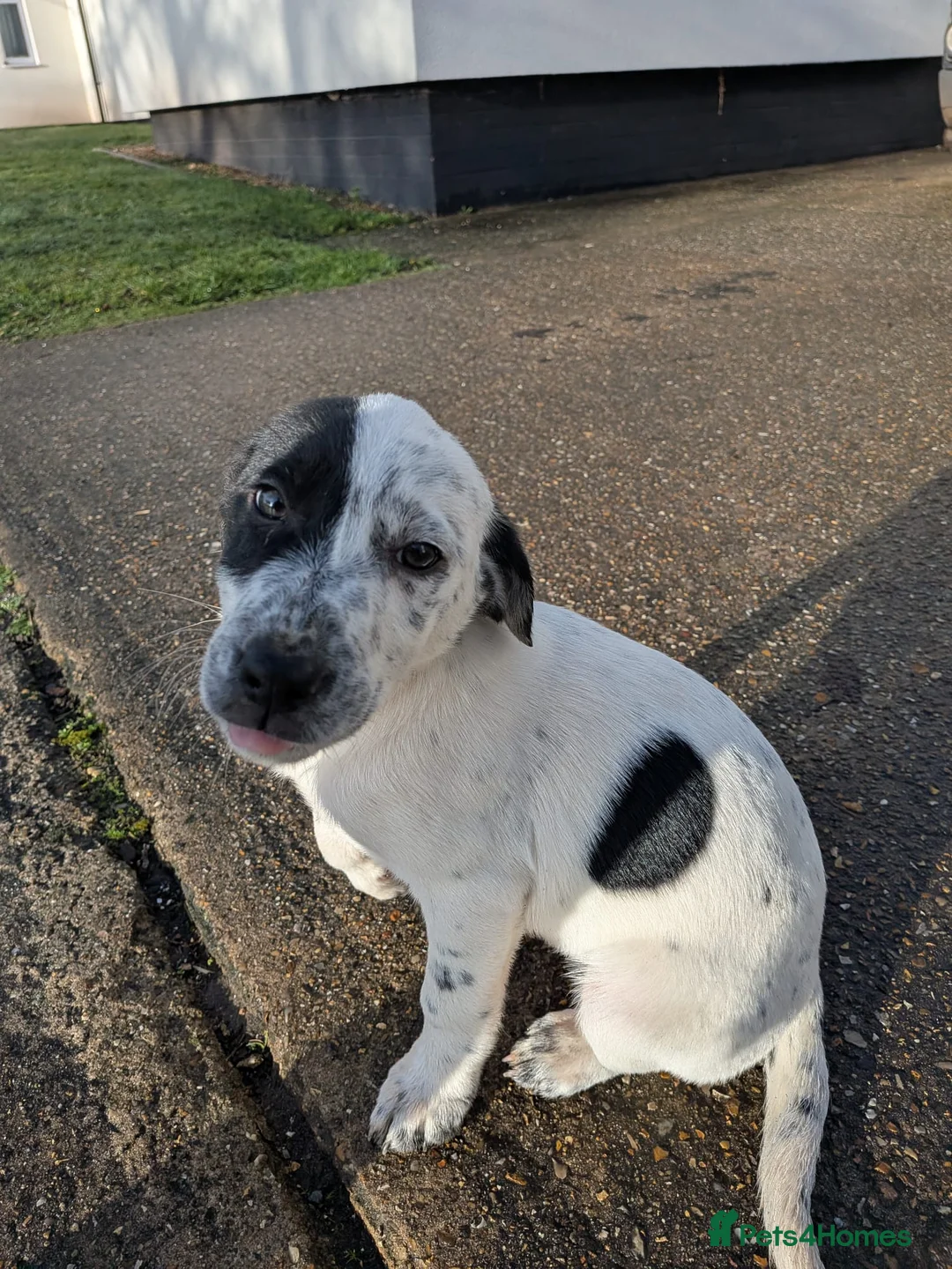 Mixed Breed dogs for sale: Beautiful Collie x Dalmatian Puppies - Advert 6