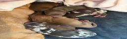 Miniature Dachshund dogs for sale: KC Reg Quality Miniature Dachshunds  in Driffield - Advert 11