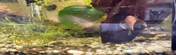 Plecos fish for sale: Long fin, blue eyed, lemon, bristle nose  in Rotherham - Advert 1