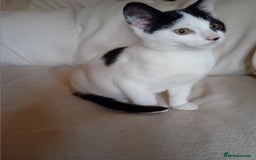 British Shorthair cats for sale: Male kitten  - Advert 3