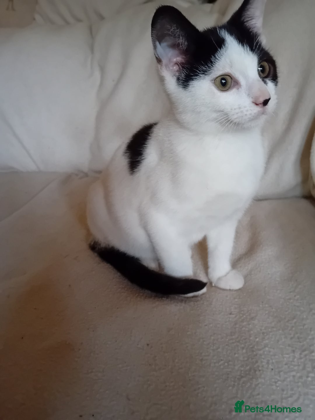 British Shorthair cats for sale: Male kitten  - Advert 3