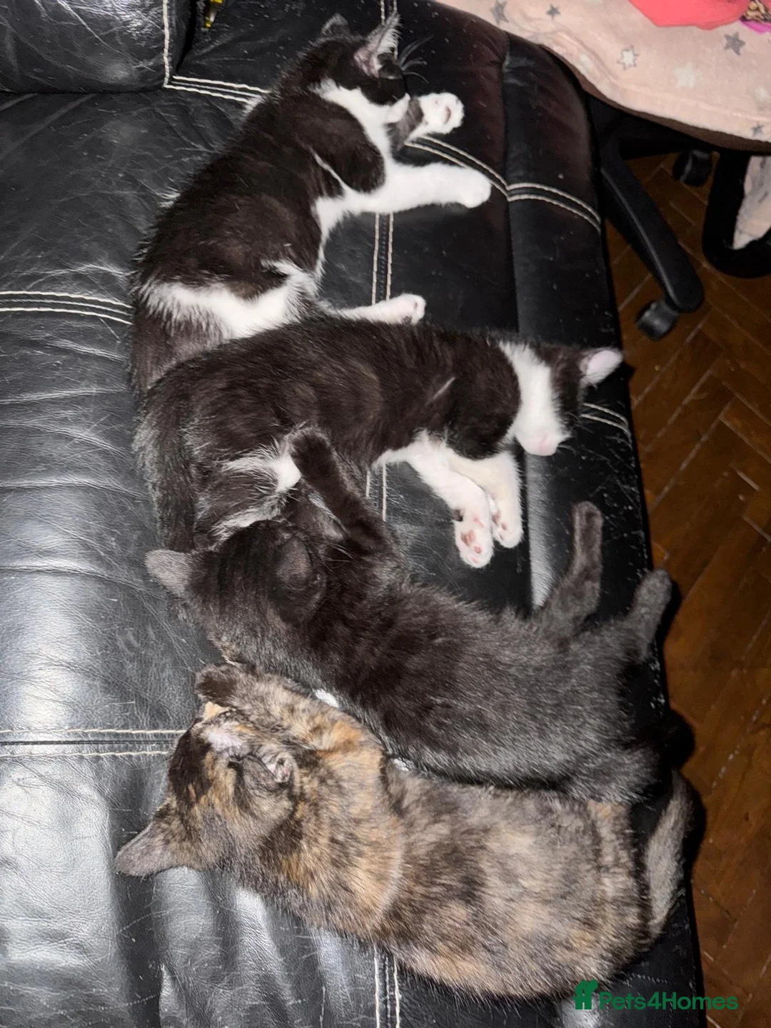 Mixed Breed cats for sale: 5 kittens available - Advert 7