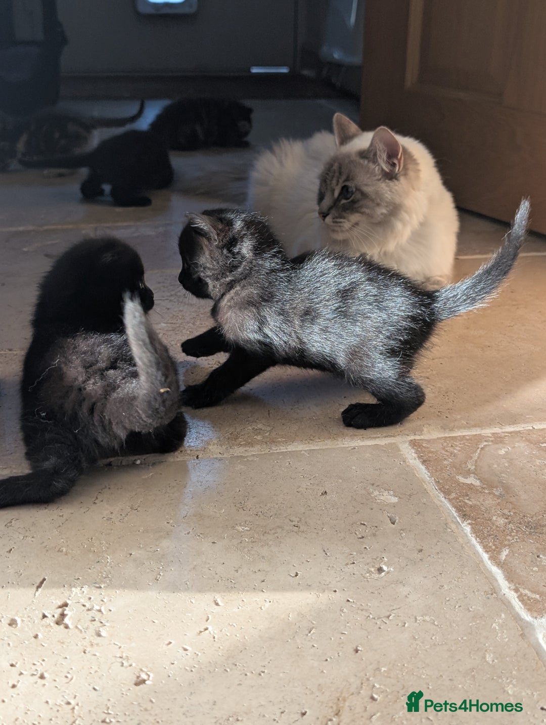 Ragdoll cats for sale: Tabby or black Ragdoll x kittens - Image 13