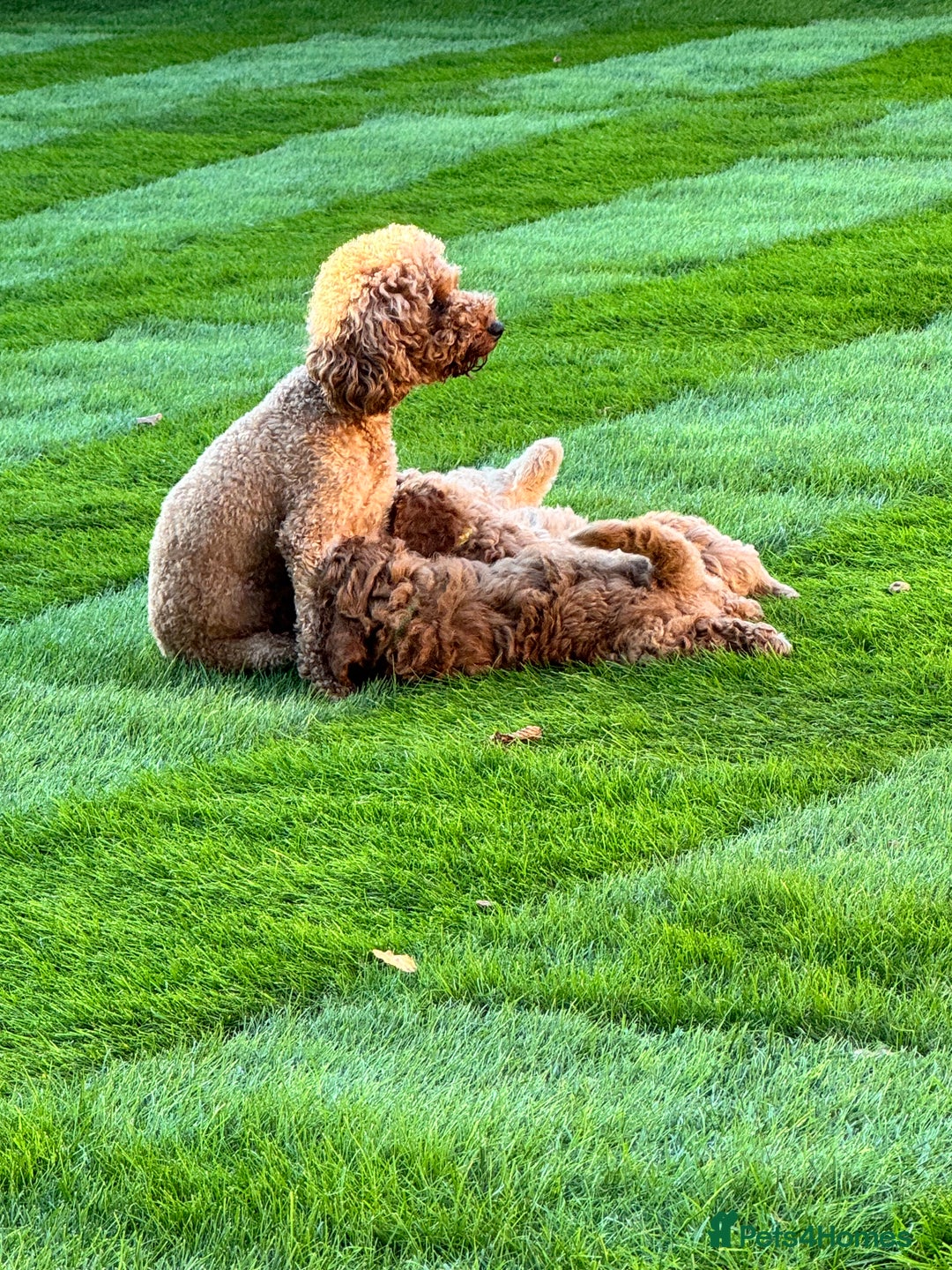 Miniature Poodle dogs for sale: Miniature poodle boy  - Image 3