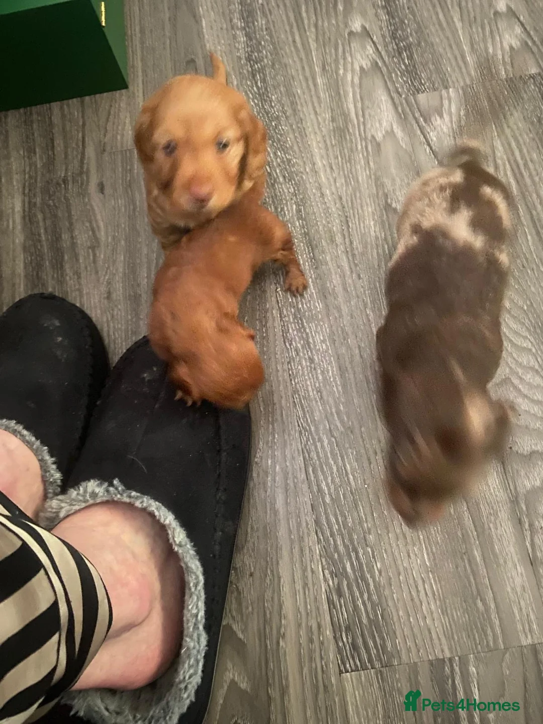 Dachshund dogs for sale: Long haired miniature  - Advert 7