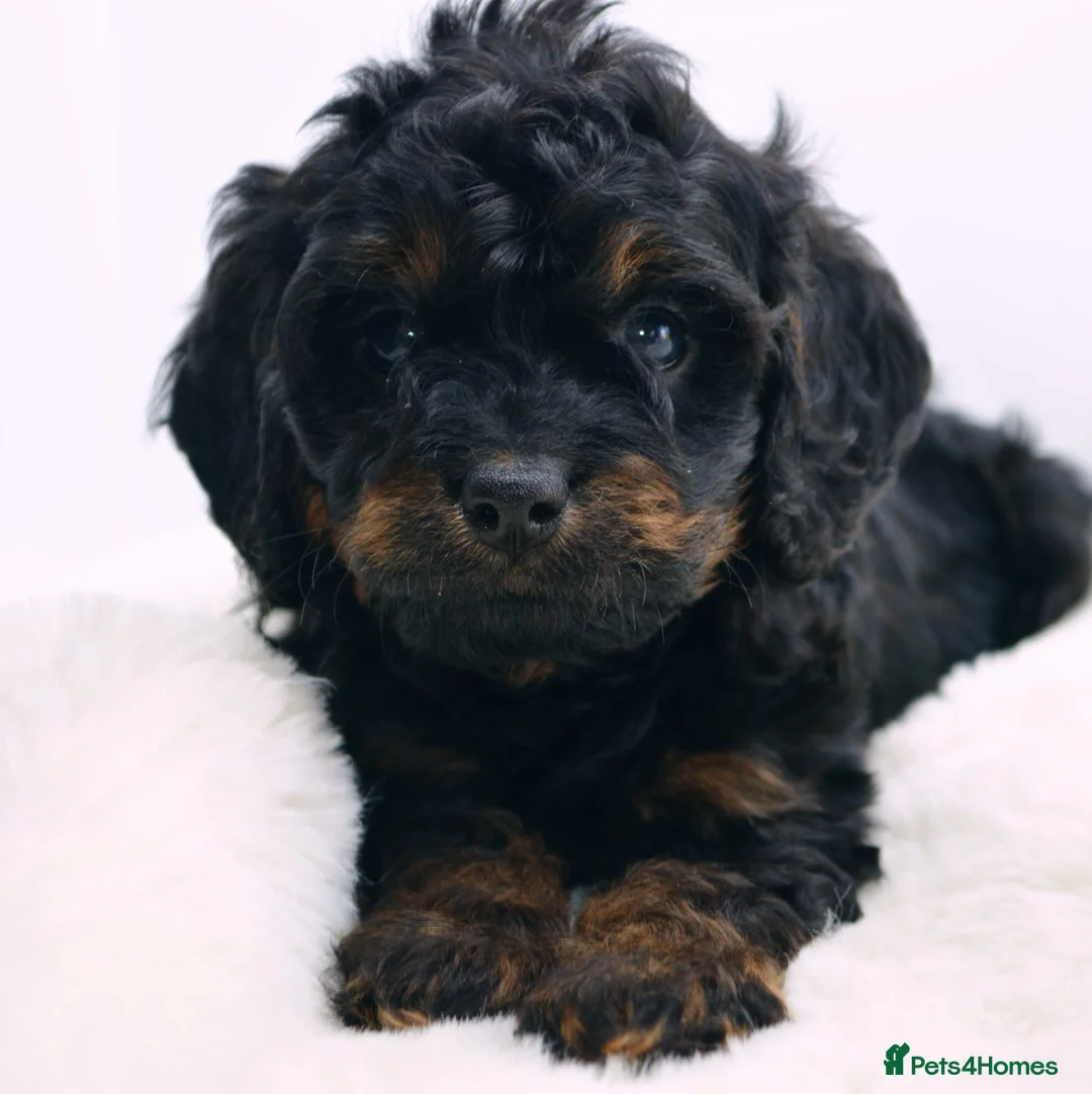 Cavapoo dogs for sale: Health Tested Black and Tan Cavapoos - Advert 11