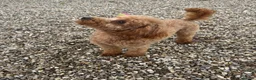 Toy Poodle dogs for stud: 🌹 RED TOY POODLE 9 INCH 2.8 KG HEALTH TESTED 🌹 - Advert 10