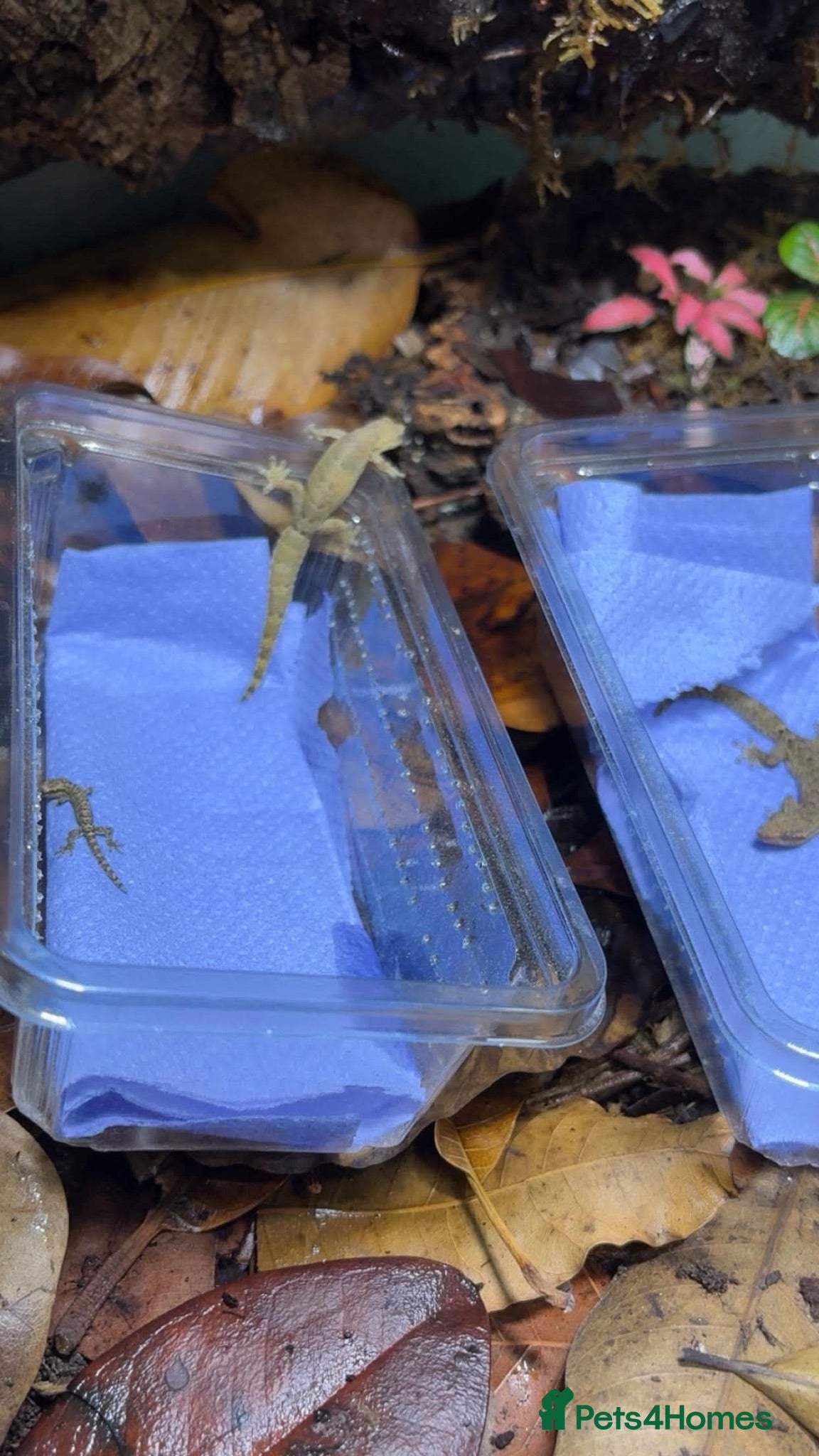 Gecko reptiles mourning geckos  - Advert 2