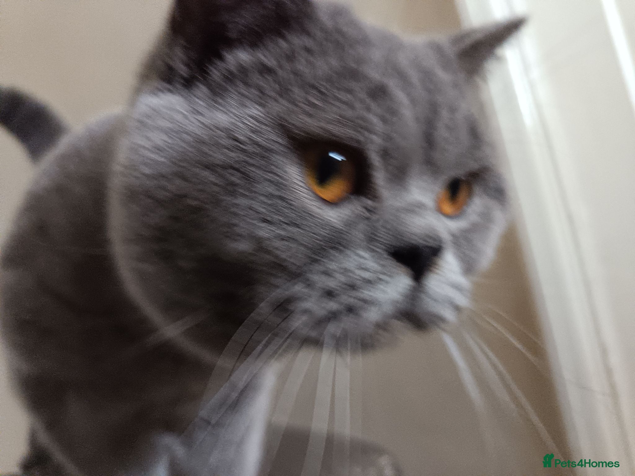 British Shorthair cats GCCF registered Blue British ShortHair stud  - Advert 3