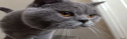 British Shorthair cats for stud: GCCF registered Blue British ShortHair stud  - Advert 1