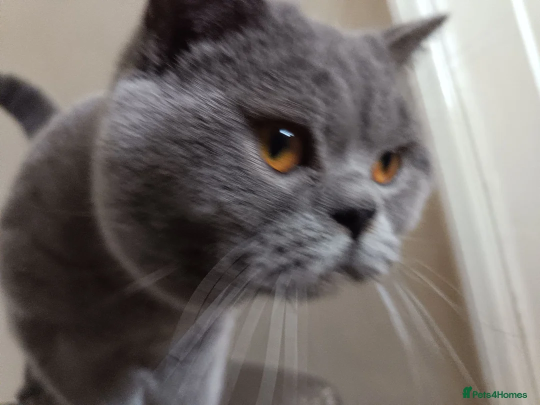 British Shorthair cats for stud: GCCF registered Blue British ShortHair stud  - Advert 1