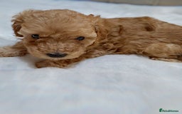 Cavapoochon dogs for sale: Premium Quality Teddy Toy Cavapoochons F1B - Advert 17