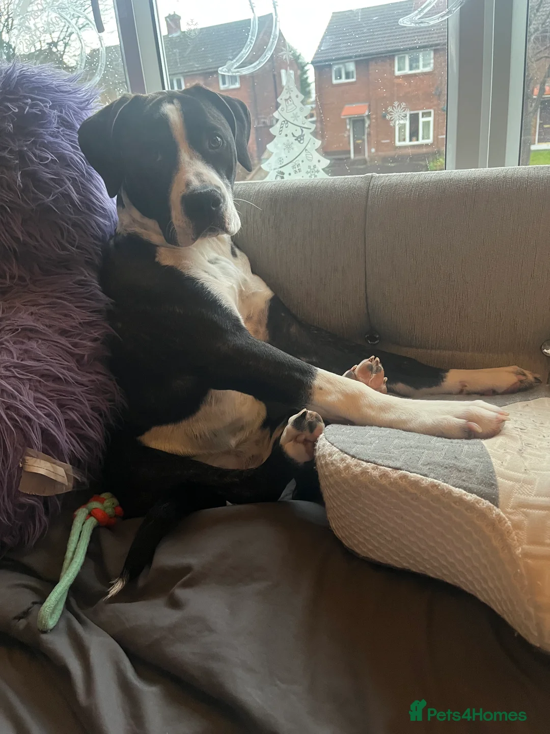 Mixed Breed dogs for sale: Boxer/staffy  - Advert 3