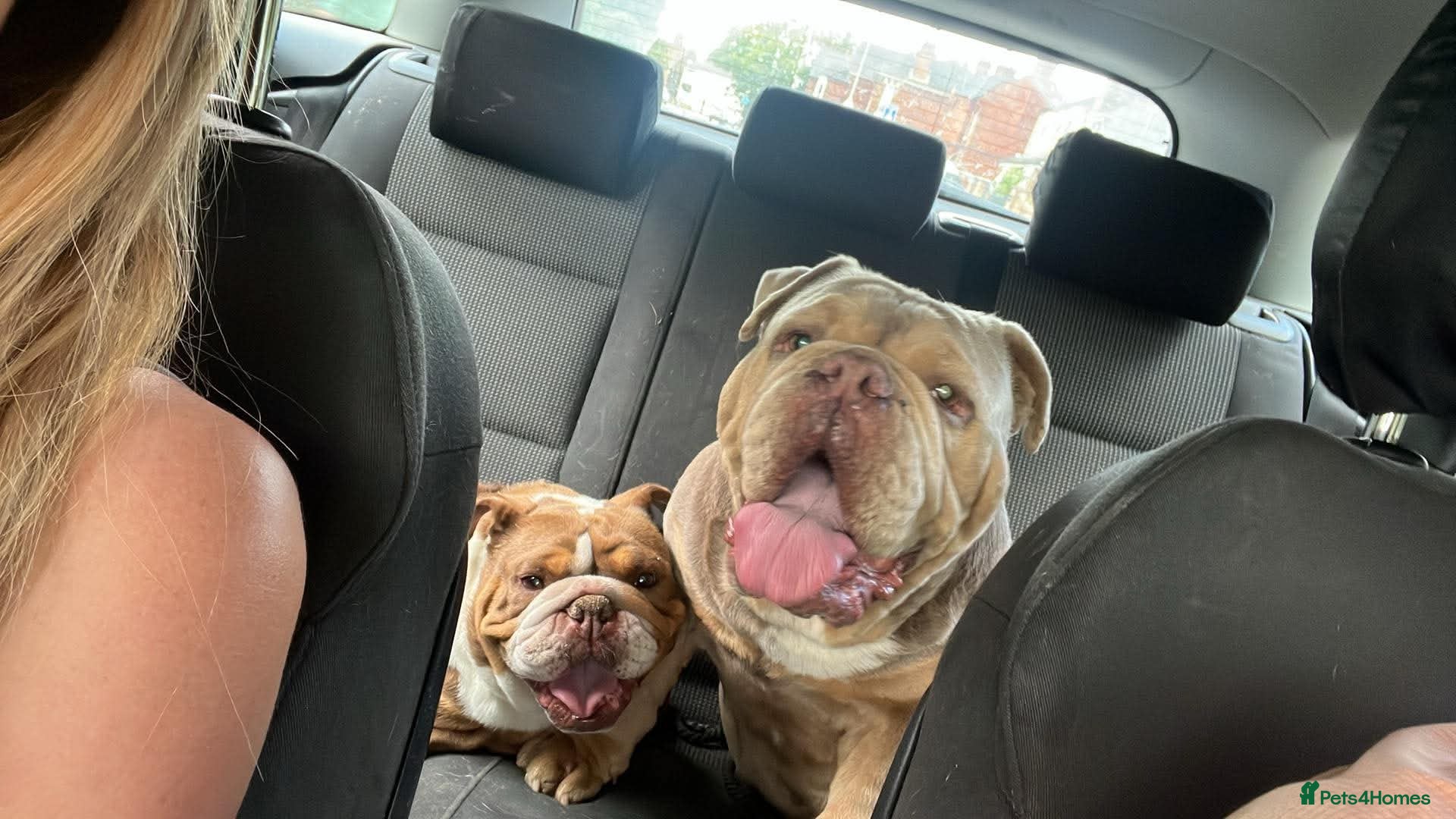 English Bulldog dogs Kruger the English bulldog - Advert 15