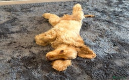 Cocker Spaniel dogs for sale: Gold Show Cocker Boy for Loving New Home Only  - Image 4