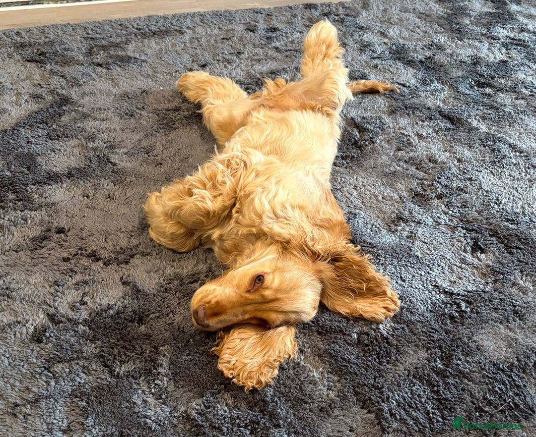 Cocker Spaniel dogs for sale: Gold Show Cocker Boy for Loving New Home Only  - Image 4