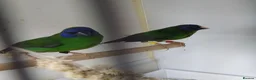Finches birds for sale: Foreign finches available  - Advert 4