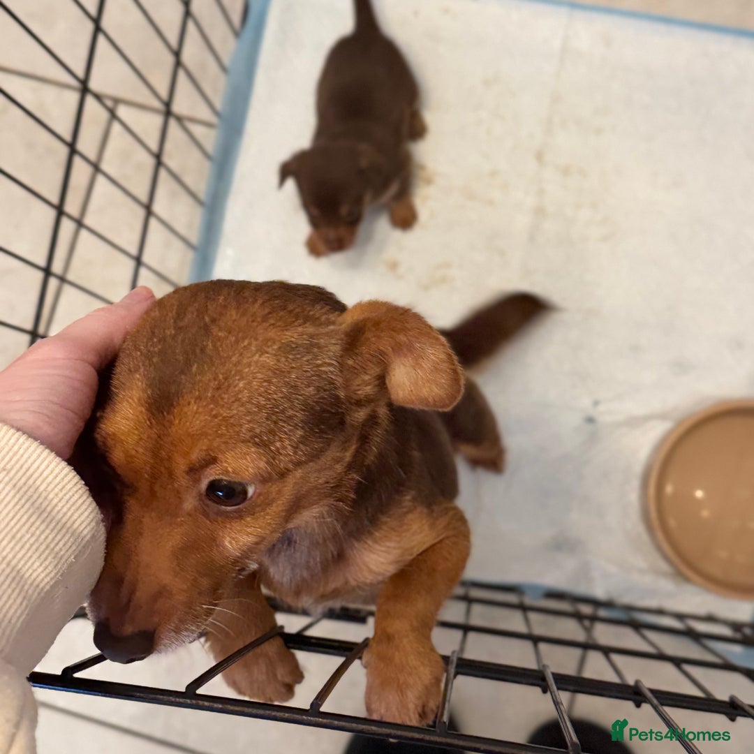 Jack Russell dogs for sale: Stunning miniature jack Russell puppies  - Advert 2