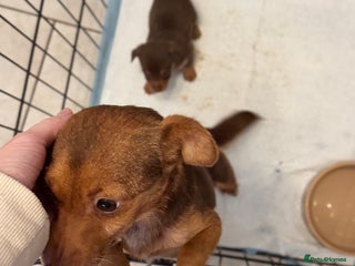 Jack Russell dogs Stunning miniature jack Russell puppies - Advert 2