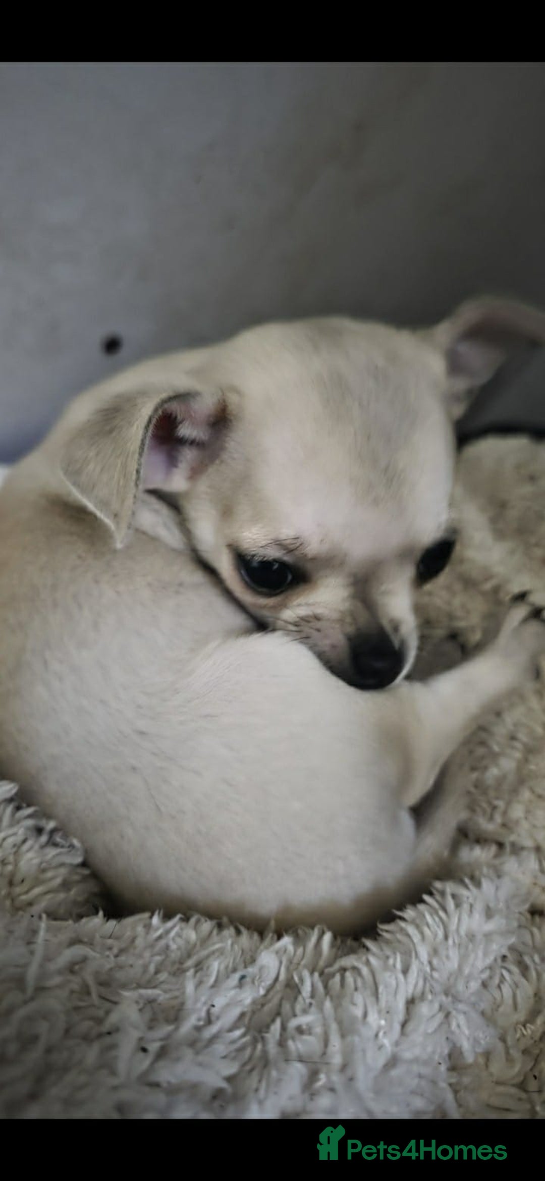 Chihuahua dogs for sale: 4 boys chihuahua puppies  - Advert 3