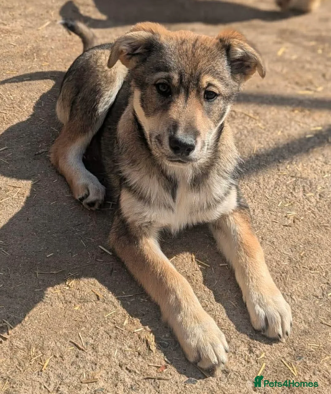 Mixed Breed dogs for adoption: Star ⭐️ in March - Advert 2