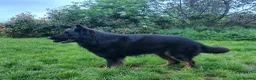 German Shepherd dogs for sale: Black and Tan Longhaired GSD male. KC Reg - Advert 3