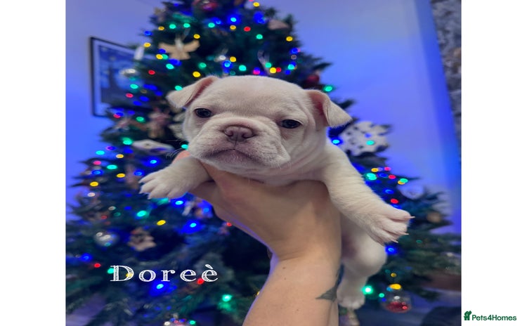 French Bulldog dogs - Advert 14