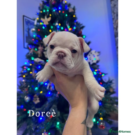 French Bulldog dogs - Advert 10