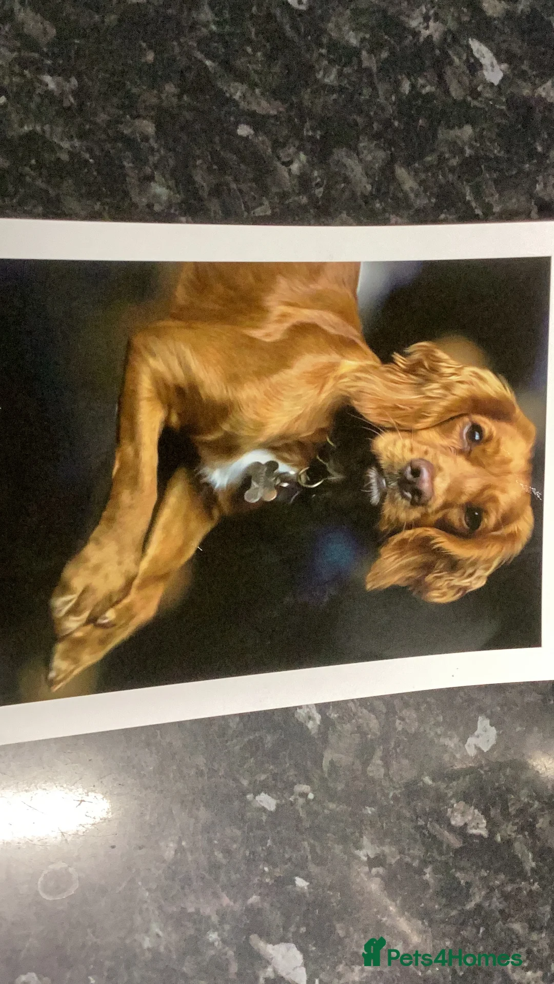 Cocker Spaniel dogs for sale: Cocker Spaniel pups, KC reg, health tested parents - Advert 7